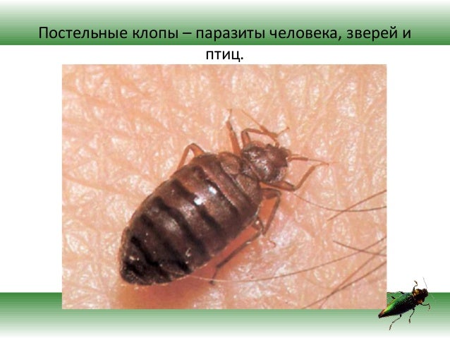 насекомые паразиты человека клещ насекомые паразиты человека клещ